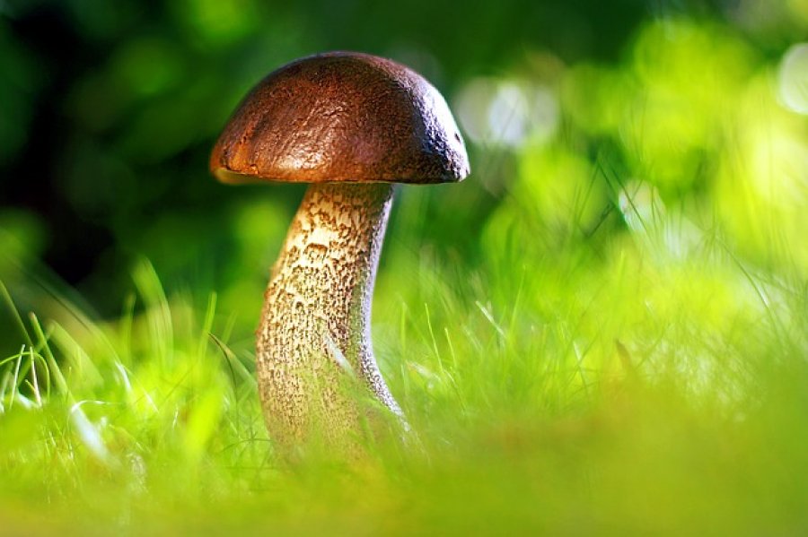 Могут ли грибы в рационе помочь замедлить процесс ухудшения.jpg