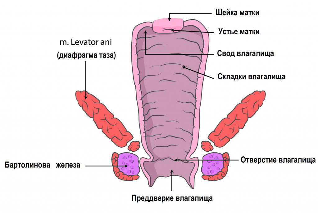 Киста бартолиновой железы
