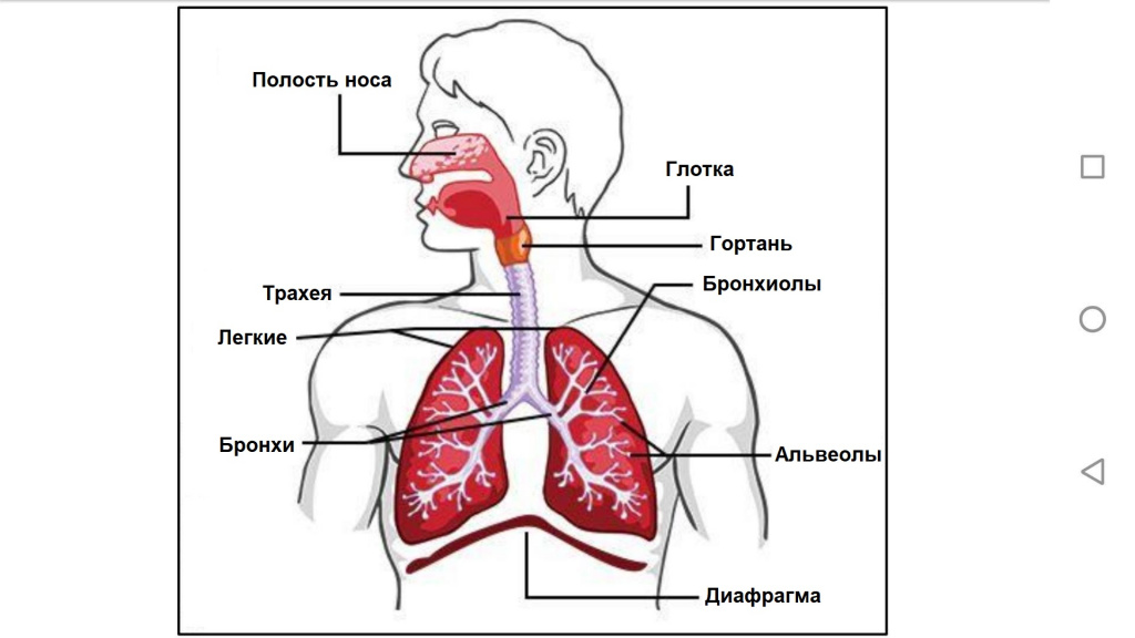 Симптомы грудного кашля
