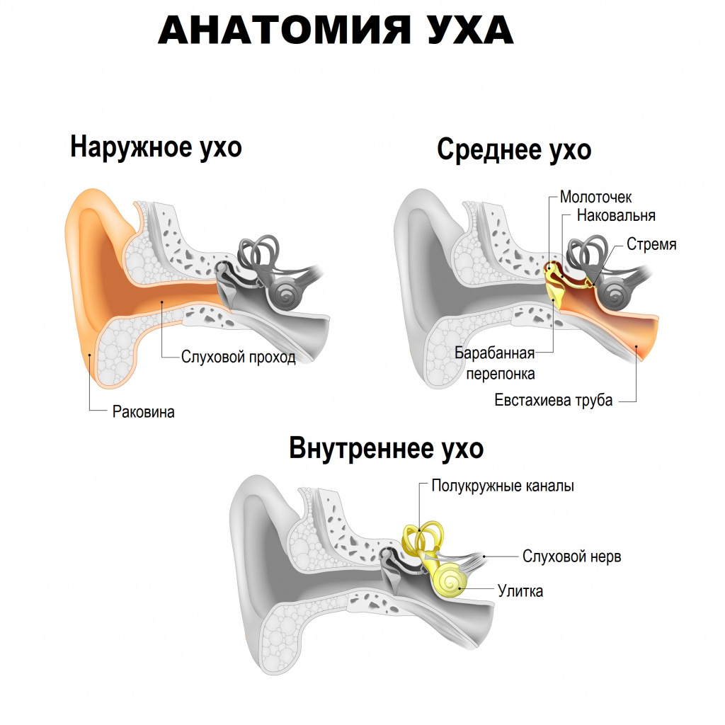 Болезни уха (Заболевания ушей): виды, симптомы, диагностика
