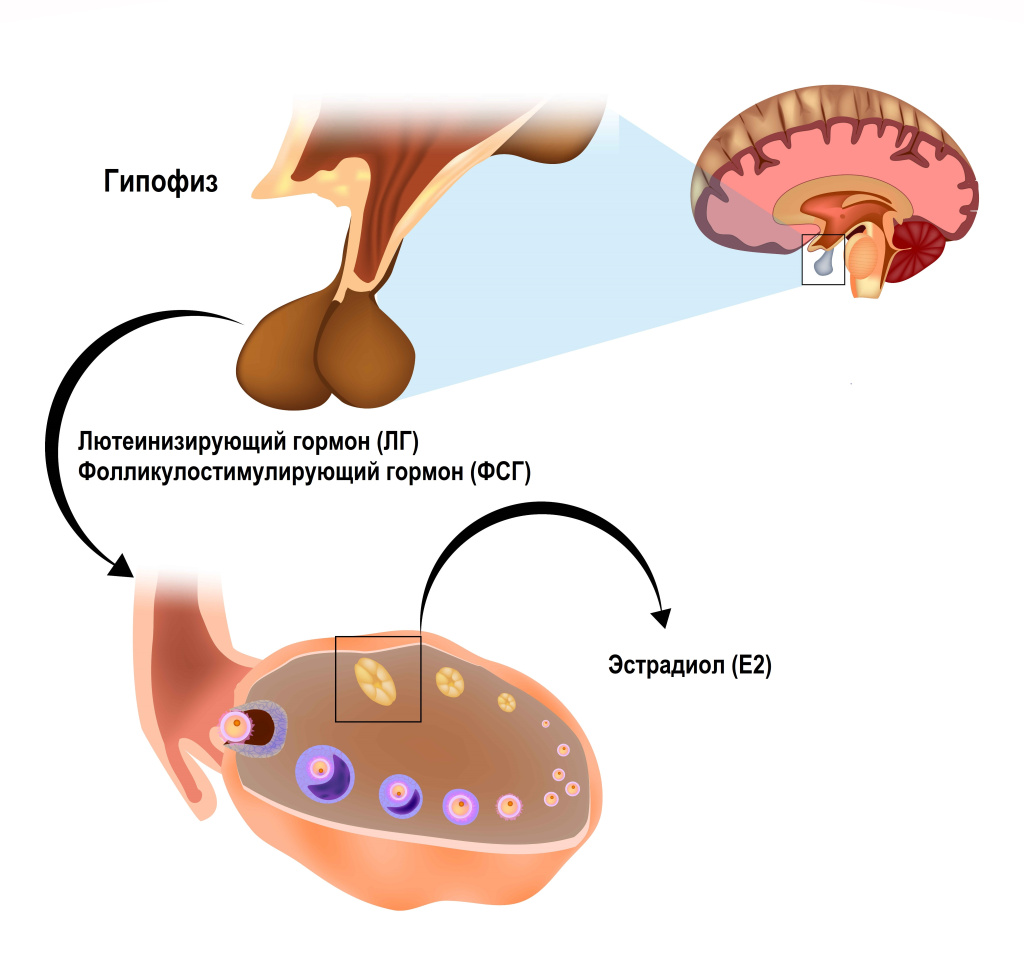 Гормоны.jpg