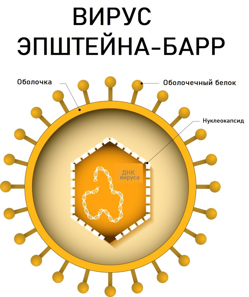 Вирус Эпштейна-Барр (герпес 4 типа): симптомы, лечение, клинические рекомендации