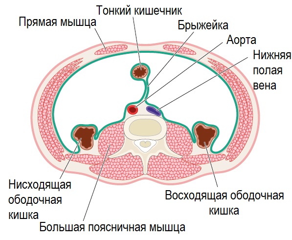 Кишечник в разрезе.jpg