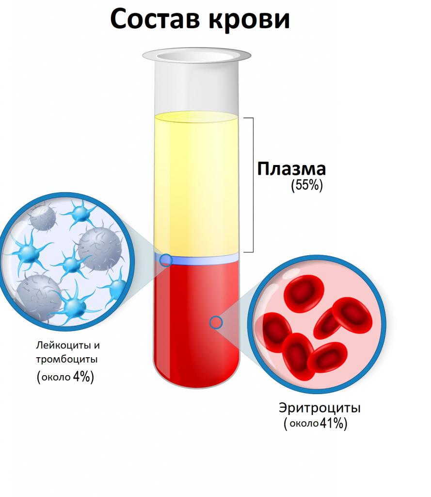 Анализ крови: лейкоциты