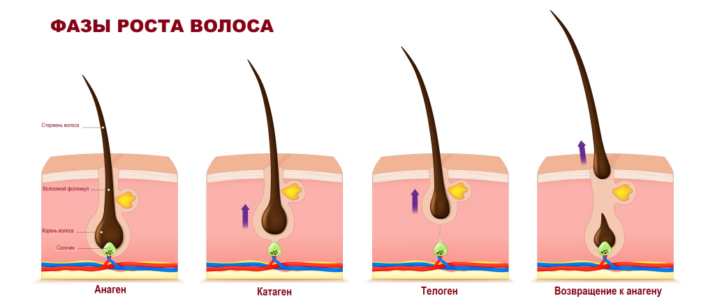 Фазы роста волос.jpg