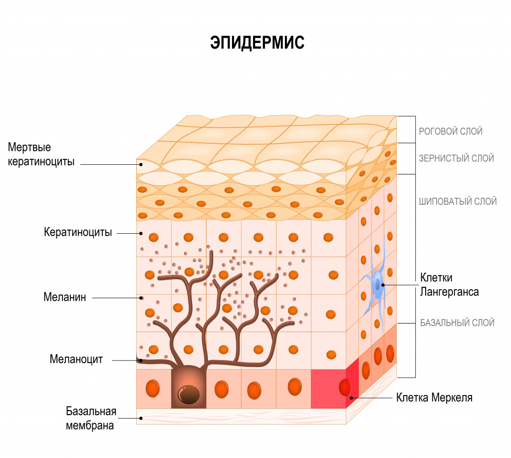 Меланоциты эпидермиса кожи